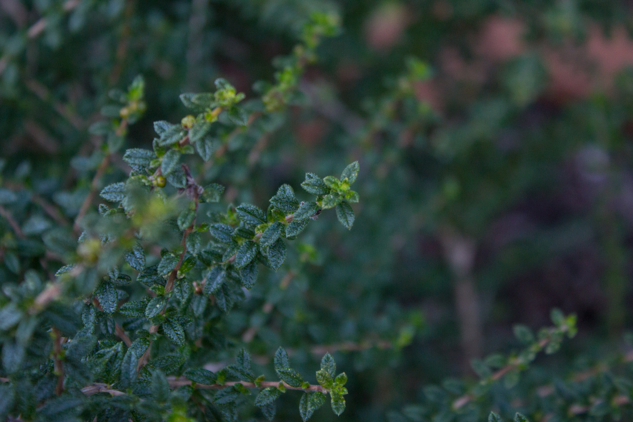 image depicting herbs