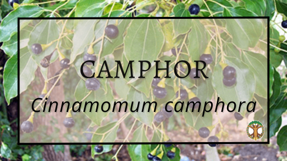 Camphor