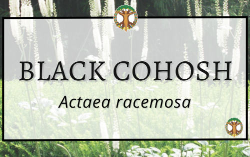 Black Cohosh 1