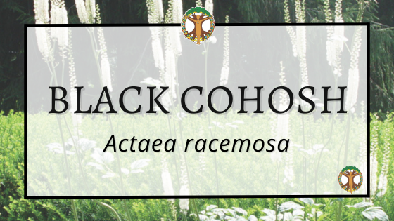 Black Cohosh