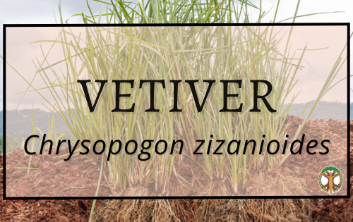 Vetiver