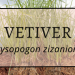 Vetiver