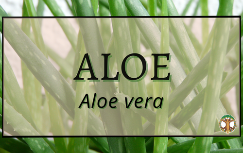 Aloe 10 Aloe 2