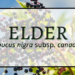 Elder