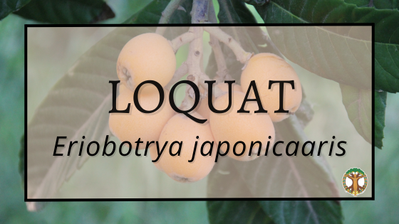 Loquat