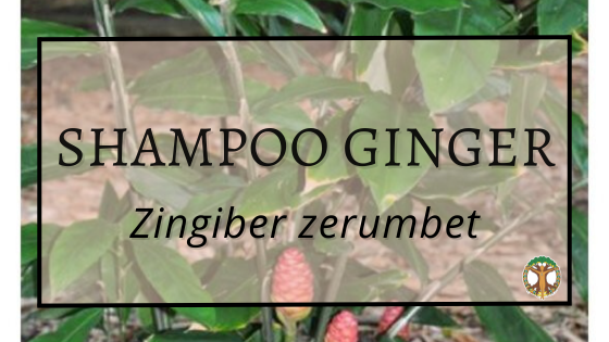 Shampoo Ginger