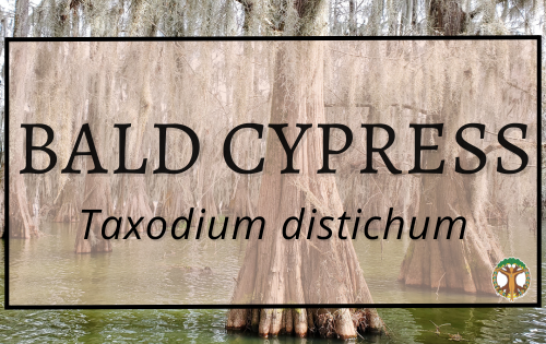 Bald Cypress 6 Bald Cypress