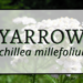 Yarrow