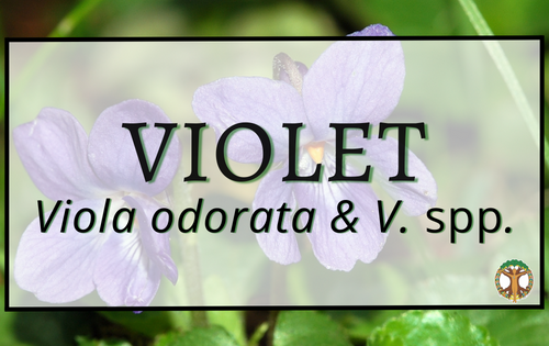 Violet 3 Violet
