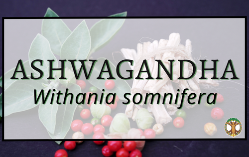 Ashwagandha 6 Ashwagandha