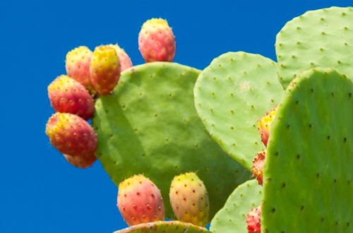 MM Prickly Pear1 500x330 1