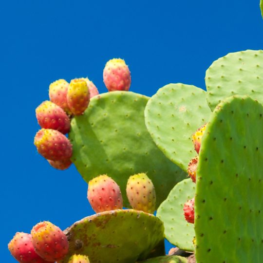 MM Prickly Pear1