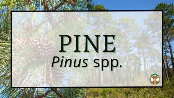 Pine 2