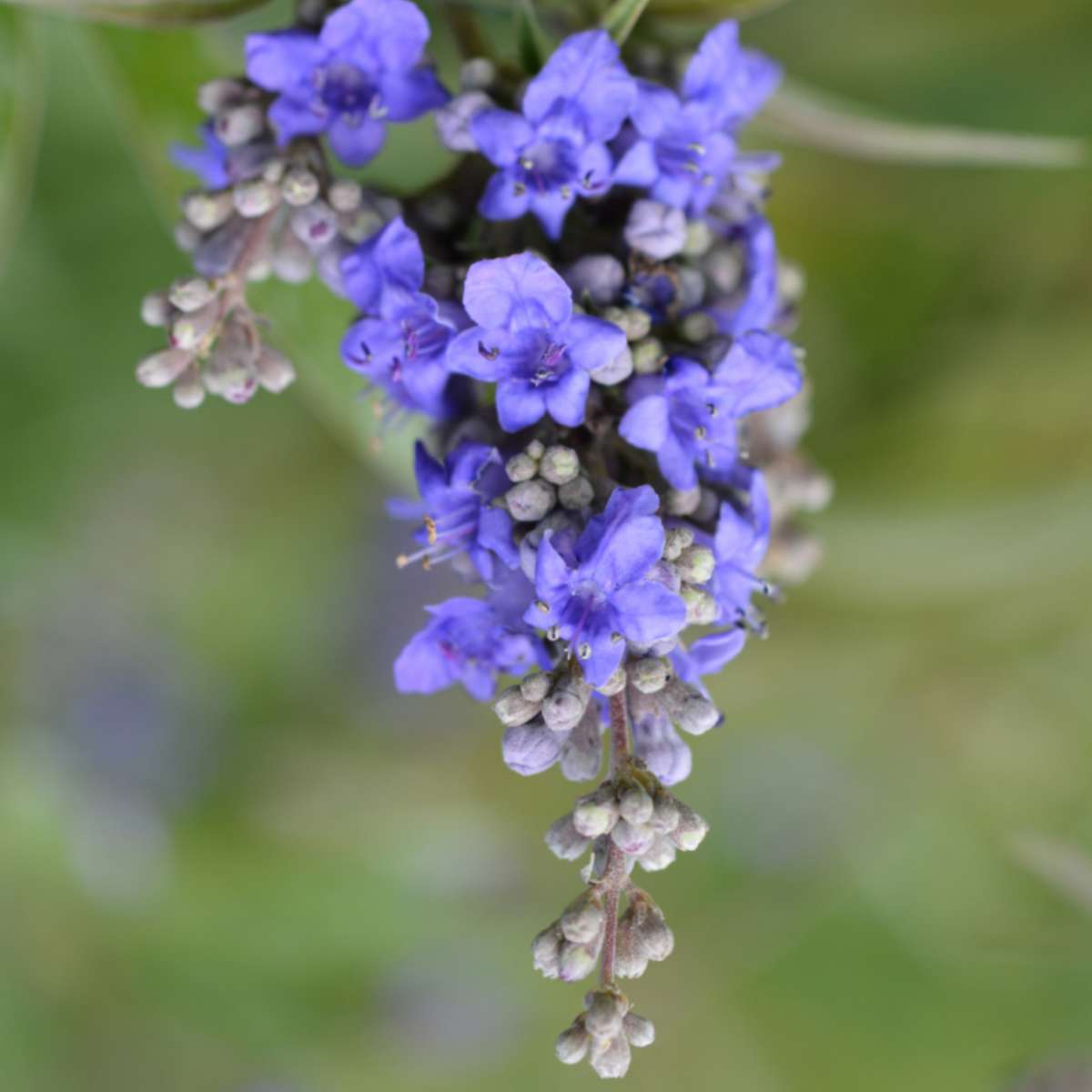 October Plant of the Month – Vitex - Florida School of Holistic Living
