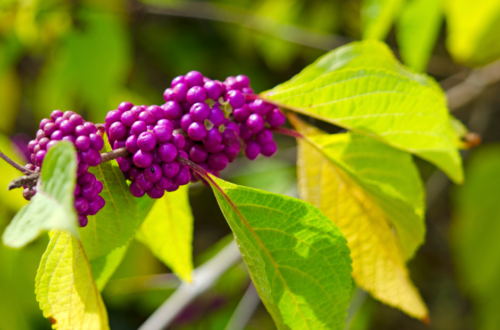 Beautyberry for Blog