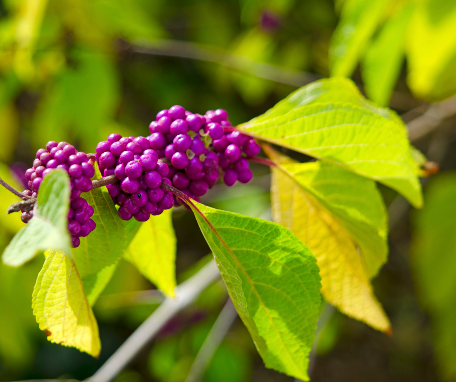 Beautyberry for Blog