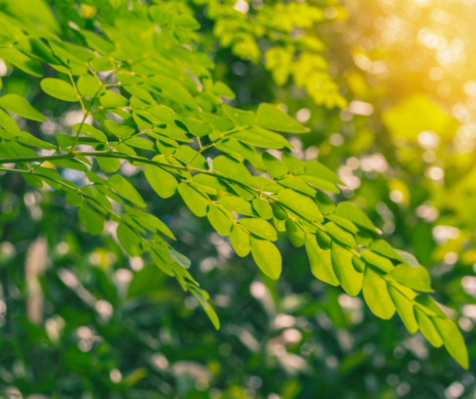 Moringa leaves in the sunlight
