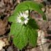goldenseal flower and leaves