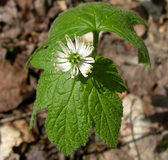 goldenseal flower and leaves