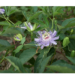 passionflower bud and vine