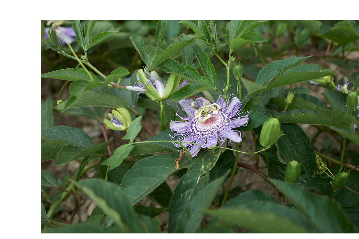 passionflower bud and vine