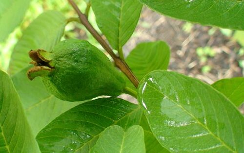 green leaves and guava fruit on branch