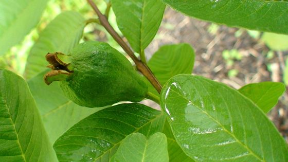 green leaves and guava fruit on branch