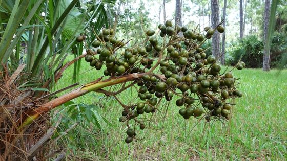 saw palmetto green berries hanging from palmetto bush