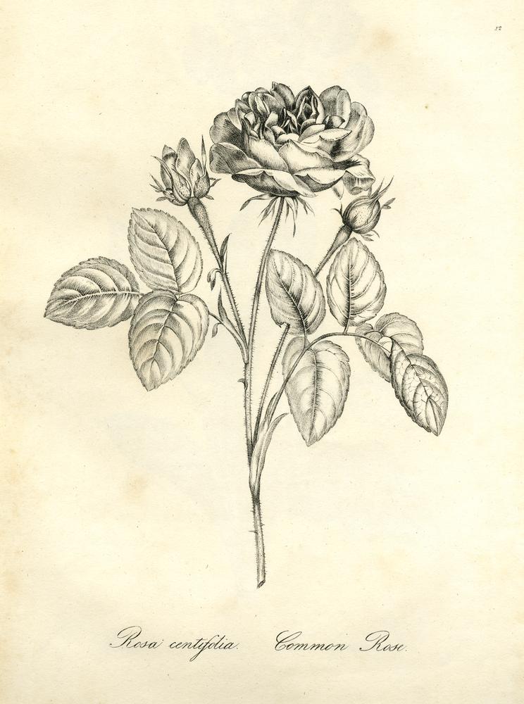 Rosa centifolia BM 18990713.208.12