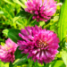 red clover trifolium pratense february featured image
