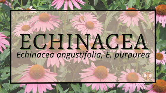 Echinacea 1