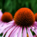 Plant Profile Images echinacea