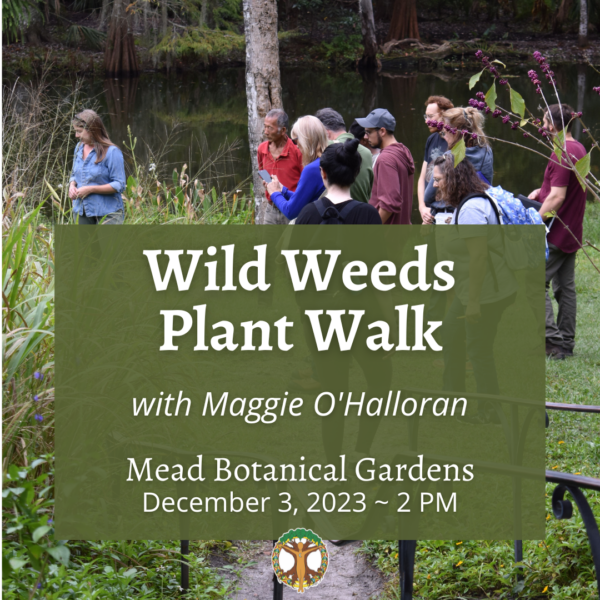 Wild Weeds Plant Walk at Mead Garden with Maggie O'Halloran December 3, 2023