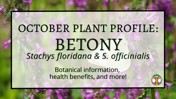 Facebook Cover Betony Plant of the Month