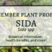 Facebook Cover Sida Plant of the Month