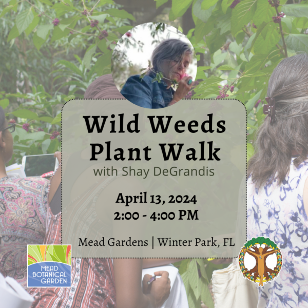 Wild Weeds Plant Walk at Mead Garden with Shay DeGrandis - April 13, 2024