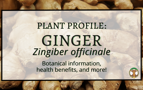 Facebook Cover Ginger Plant of the Month