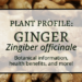Facebook Cover Ginger Plant of the Month
