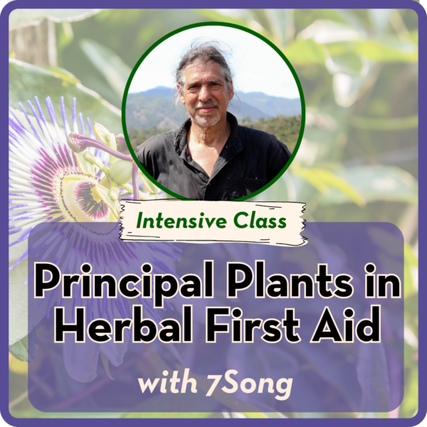 Intensive: Principal Plants in Herbal First Aid with 7Song