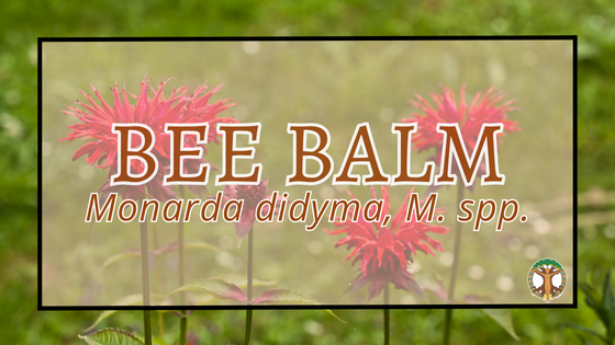 Bee Balm