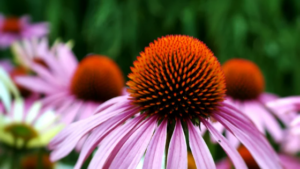 Echinacea purpurea