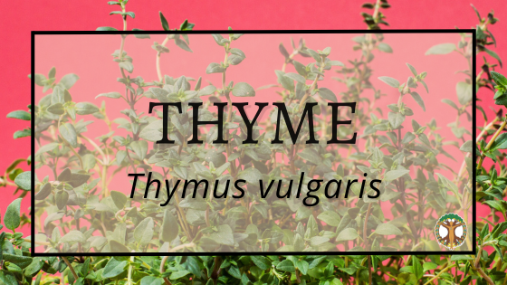 Thyme