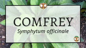 Comfrey