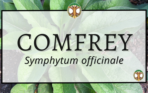 Comfrey