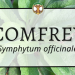 Comfrey