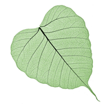 The Florida Herbal Conference 3 bodhi leaf icon