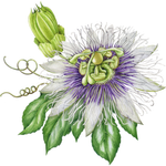 The Florida Herbal Conference 1 florida herbal conference return icon with passionflower