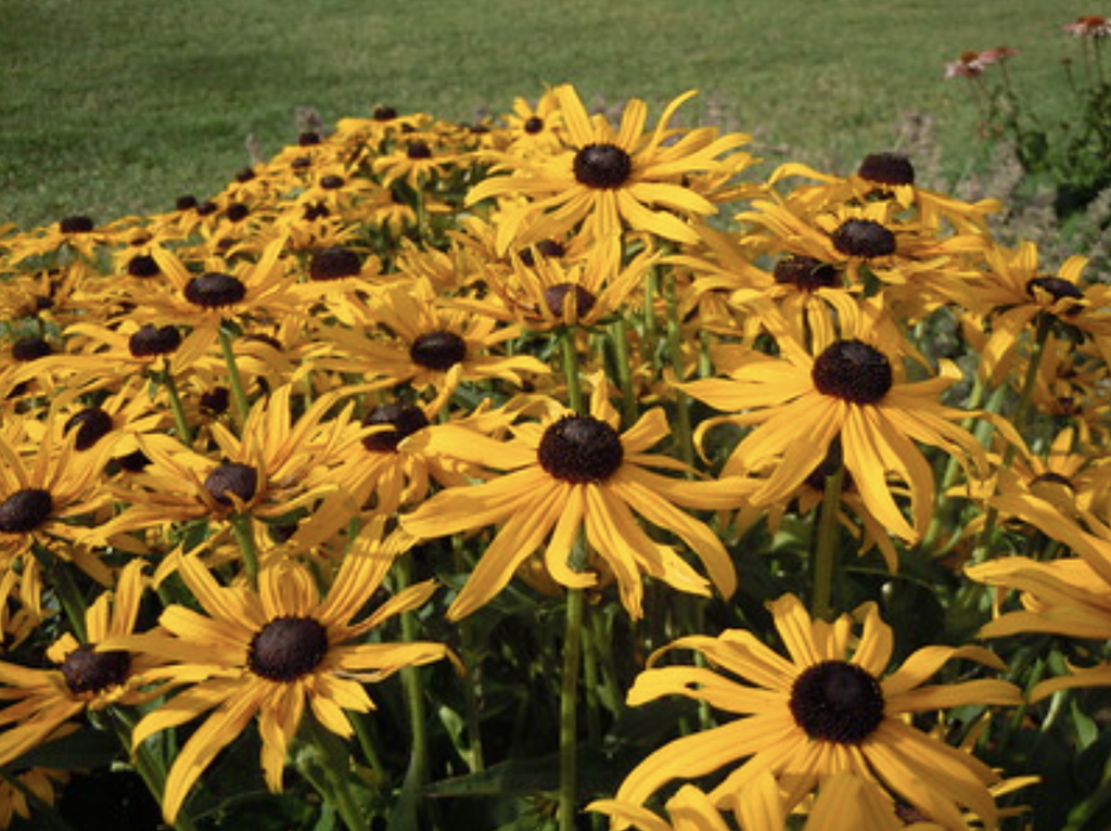 Black-Eyed Susan 2 black eyed susan 2